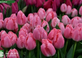 Tulipa Cacharel ® (3)